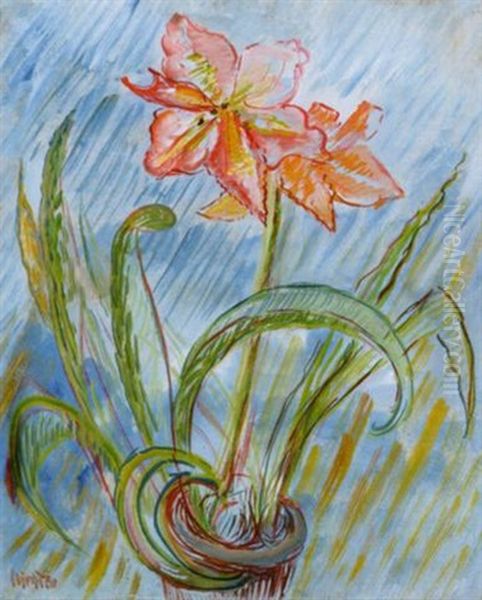 Amaryllis - view 1