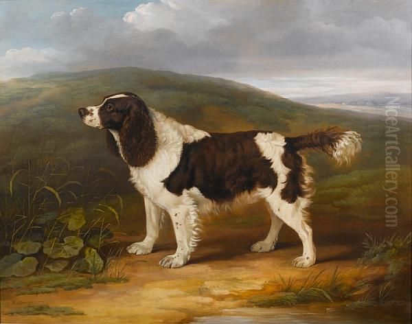 Bounce - A Liver And White Springer Spaniel In A Landscape - view 1