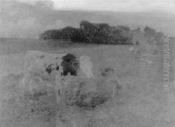 Kuhe Auf Dem Feld Bei Dammerung - view 1