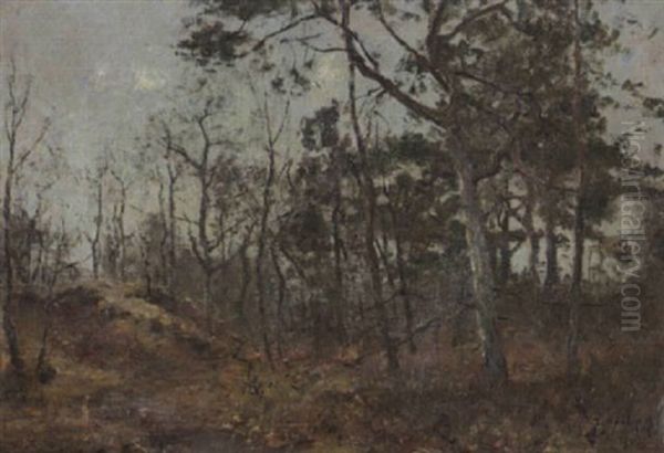 Sanddune Im Wedeler Wald - view 1
