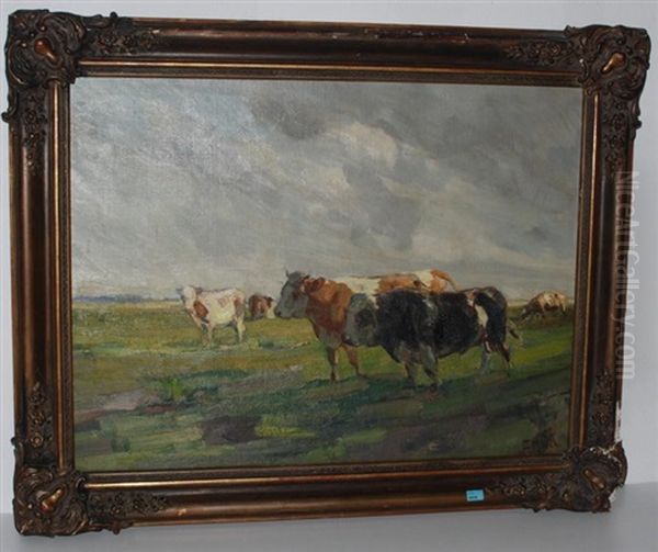 Kuhe Und Stier Auf Der Weide - view 1