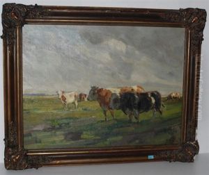 Kuhe Und Stier Auf Der Weide