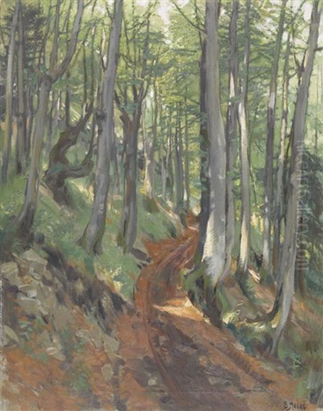 Lichter Waldweg - view 1