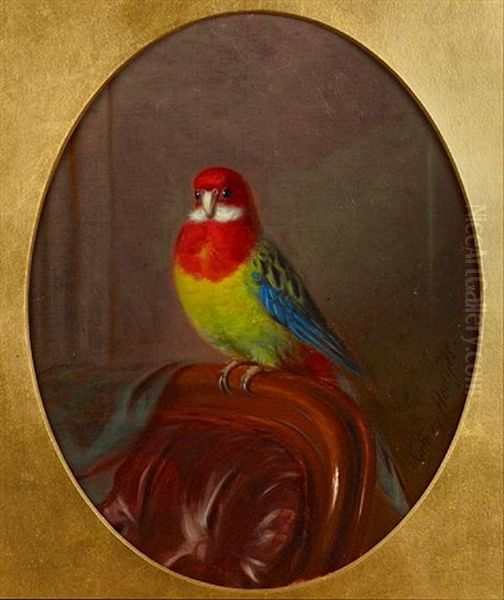 Parakeet, Study - view 1