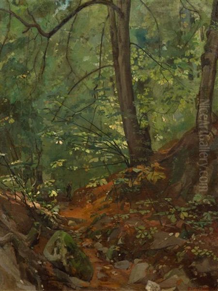 Forest Interior (le Nant De Frontenex) - view 1