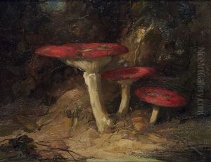 Paddenstoelen