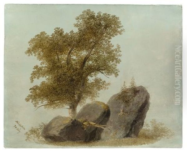 Baum Hinter Felsen - view 1