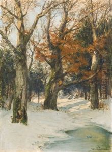 Beeches In Winter Sun Beeches In Winter Sun