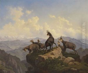 Gemsen Im Karwendel
