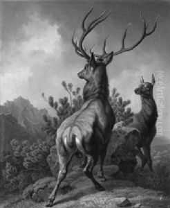 Jagdstuck. Zwolfender Und Hirschkuh Auf Einem Felsvorsprung Im Bergwald