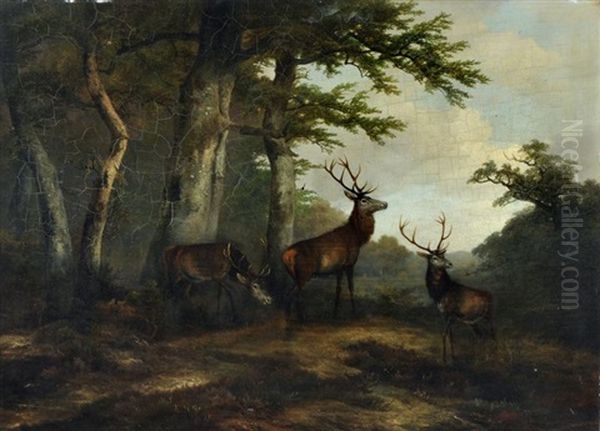 Rotwild Auf Einer Waldlichtung - view 1