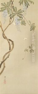 Flowering Wisteria