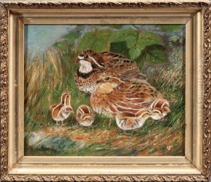Bobwhite Quail Chicks