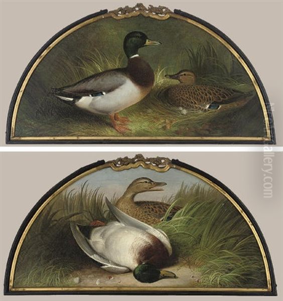 Making A Nest (+ A Great Shot; Pair) - view 1