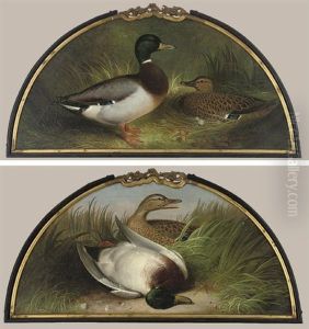 Making A Nest (+ A Great Shot; Pair) by Abel Hold