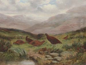 Red Grouse In A Highland Landscape