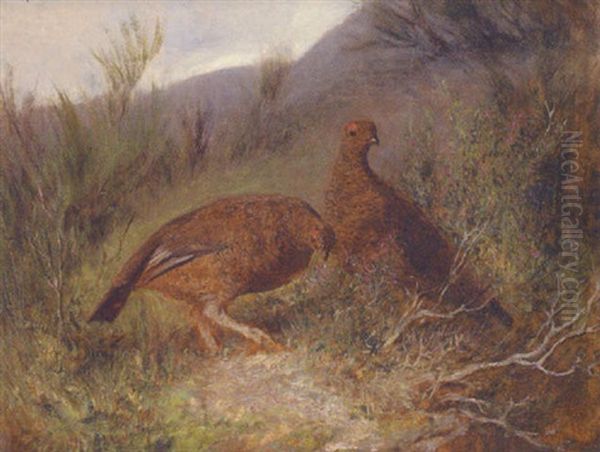 Grouse On The Moor - view 1