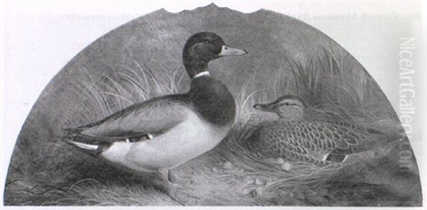 Mallard And Drake On Her Nest Amongst Reeds - view 1