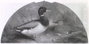 Mallard And Drake On Her Nest Amongst Reeds by Abel Hold