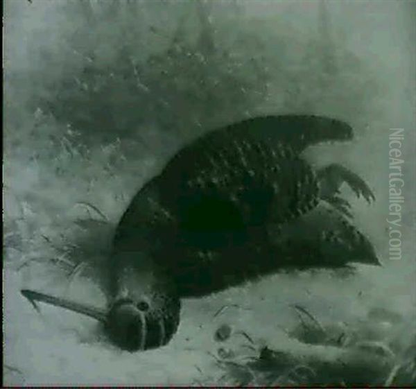 A Study Of A Dead Woodcock - view 1