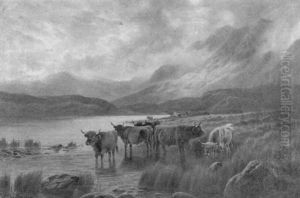Cattle Watering In Mountain Lake Cattle Watering In Mountain Lake