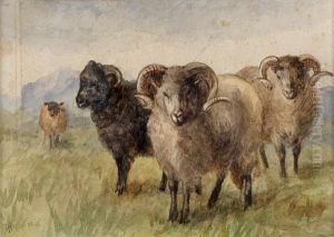 ````````mountain Sheep' ````````mountain Sheep'