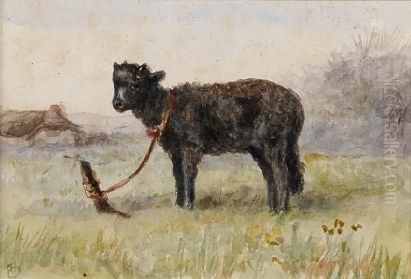 A Black Sheep Tied To A Tree Stump In A Field - view 1