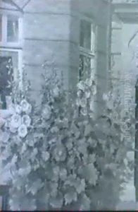 Hollyhocks Hollyhocks