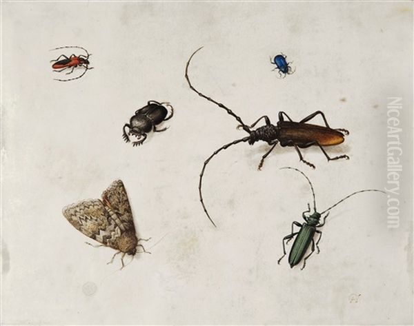 Insektenstudie - view 1