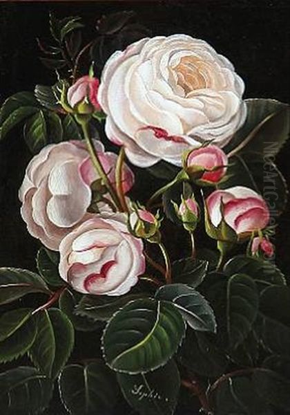 Pink Roses - view 1
