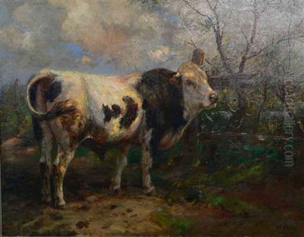 Junger Stier An Weidezaun - view 1