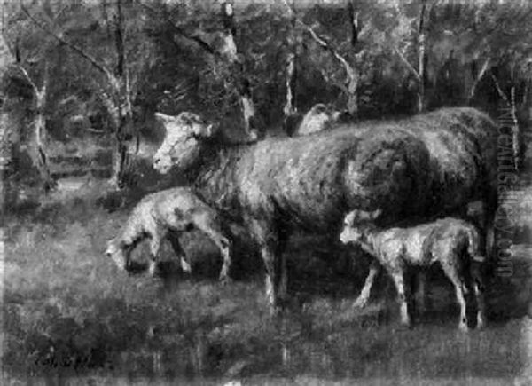 Weidende Schafe Im Baumhof - view 1