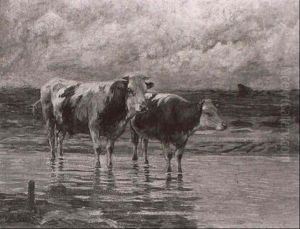 Kuhe An Der Tranke Im Seichten Wasser Vorn