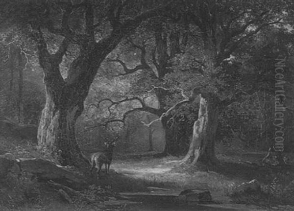 Hirsch In Einer Waldlichtung - view 1