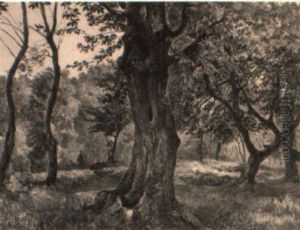 Blick In Einer Waldlichtung