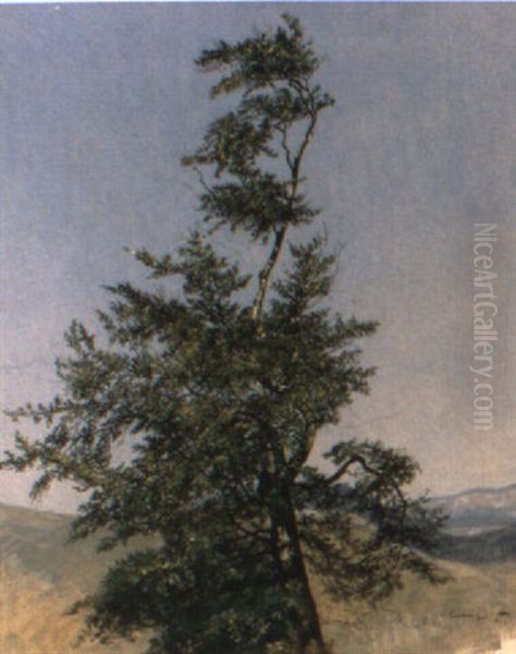 Baumkrone Vor Weiter Landschaft - view 1