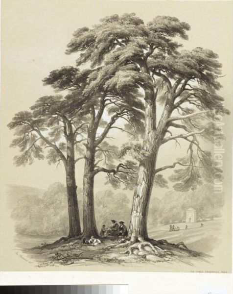 Fir Trees Birch And Beechwood - view 1