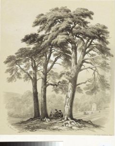 Fir Trees Birch And Beechwood by George Barnard