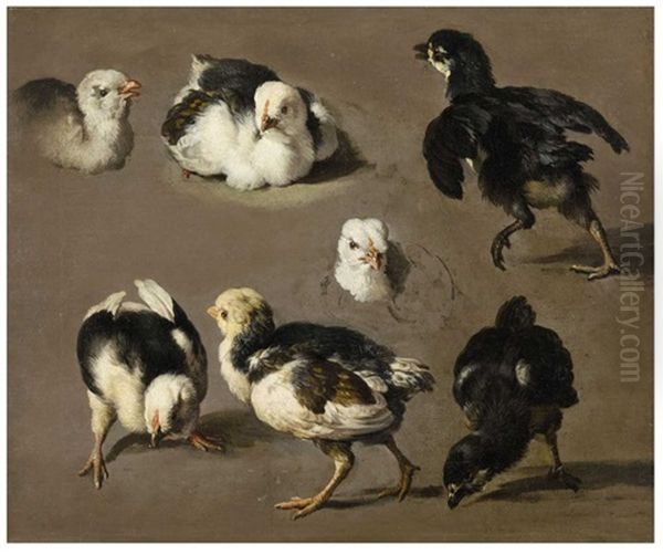 Study For Chicks - view 1