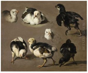 Study For Chicks