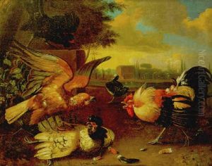 Aguila Y Gallos Luchando