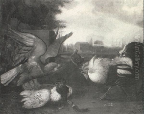 Rooster Attacking A Preying Hawk - view 1