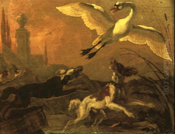 Swan Being Chased By Dogs - view 1