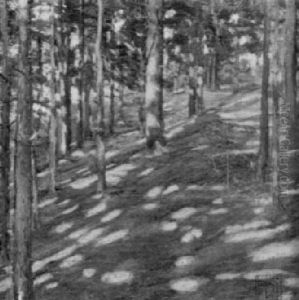 Wald Mit Sonnenflecken
