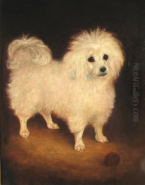 A Portrait Of A French Poodle - view 1