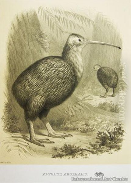 Apteryx Australis (kiwi) - view 1