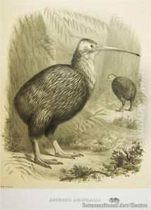 Apteryx Australis (kiwi) by Charles Barney Cory American