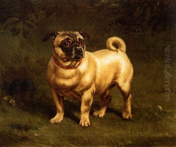 Pug - view 1