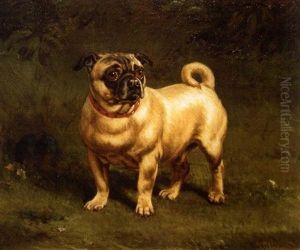 Pug