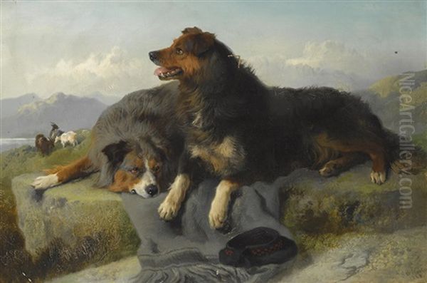 Collies - view 1